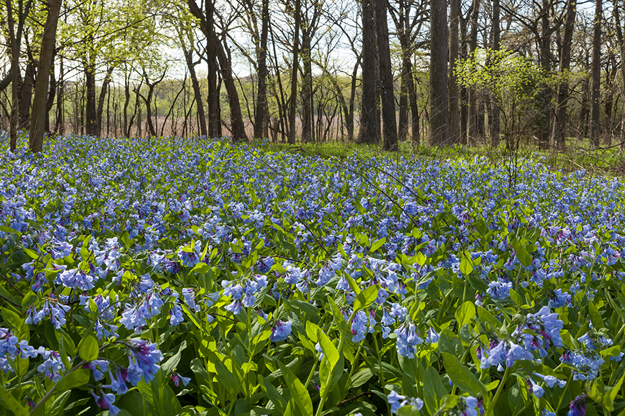 maple-grove-virginia-bluebells-900x600